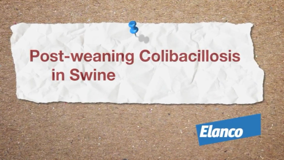 Elanco Surmax Swine Video